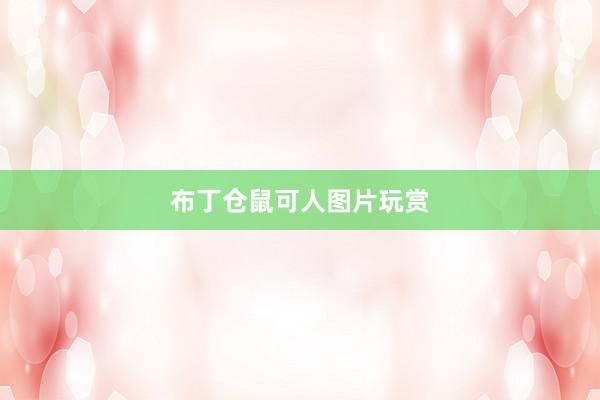布丁仓鼠可人图片玩赏
